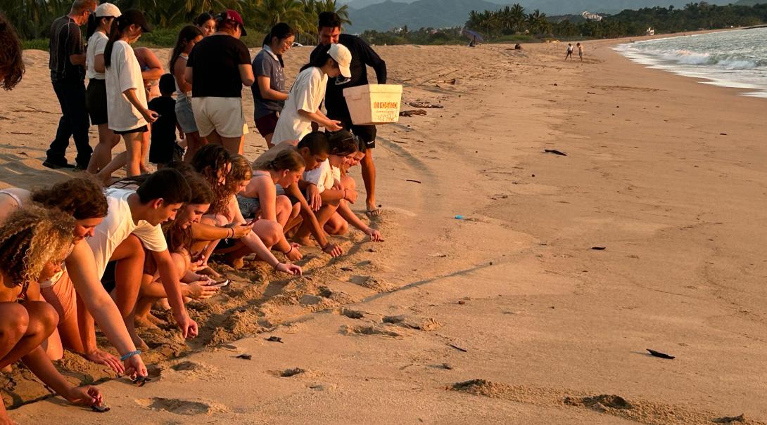 Conservation volunteers releasing turtle hatchlings on the beach in Mexico